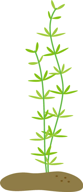 Delicate Green Stem Plant Growing from Soil Clipart Illustration
