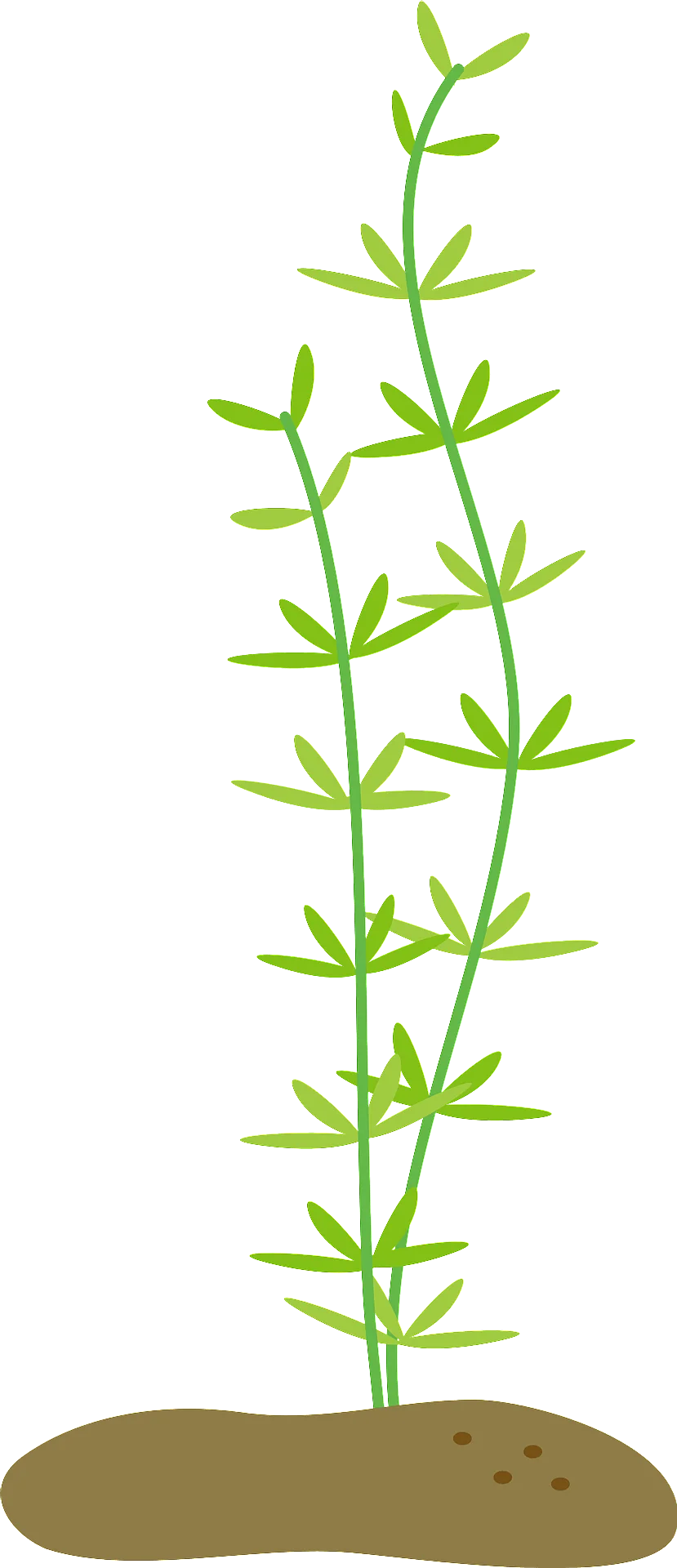 Delicate Green Stem Plant Growing from Soil Clipart Illustration