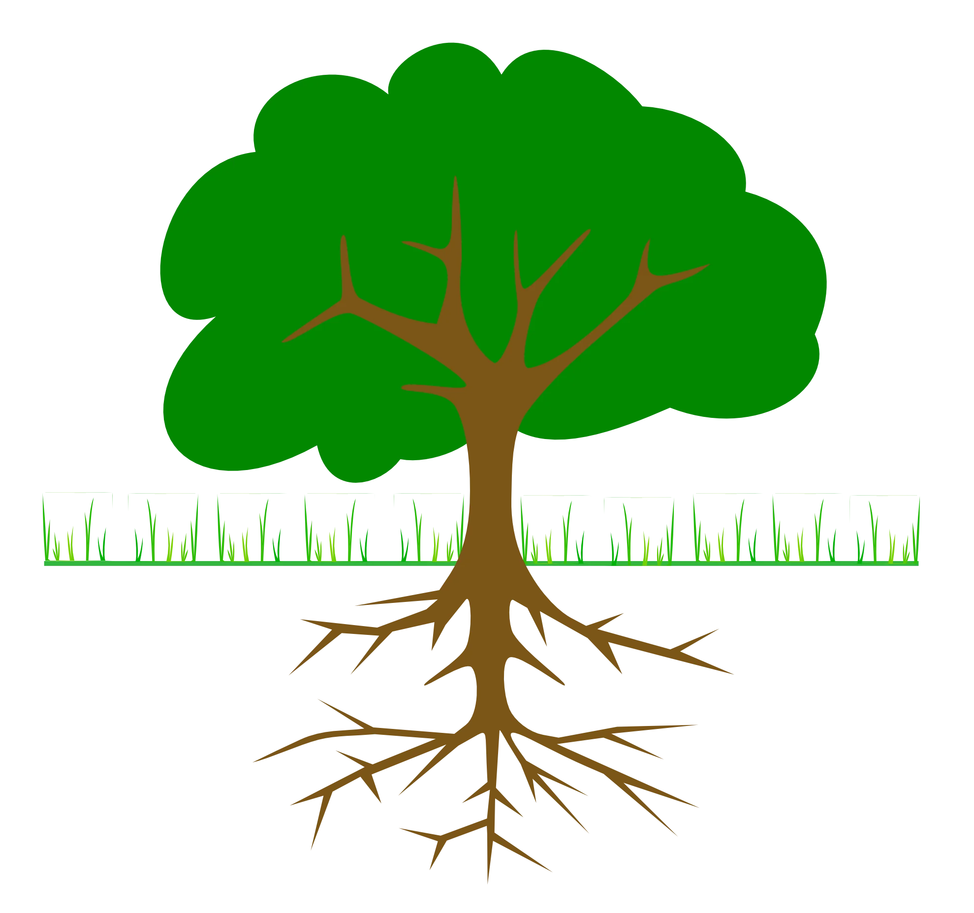 Detailed Botanical Illustration of Tree with Extensive Root System Clipart