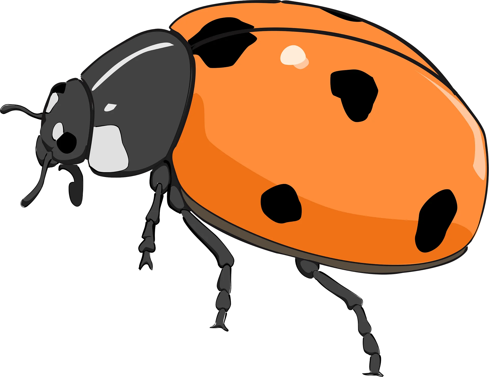 Detailed Cartoon Ladybug Clipart Illustration with Bold Orange and Black Design