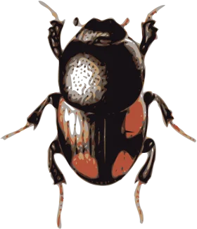 Detailed Scientific Illustration of Beetle Clipart with Intricate Exoskeleton Design