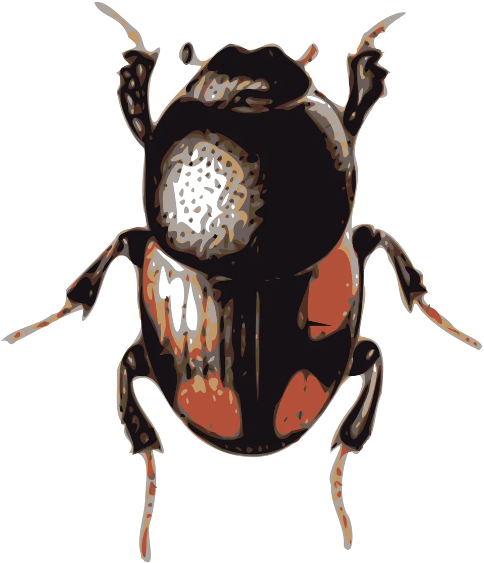Detailed Scientific Illustration of Beetle Clipart with Intricate Exoskeleton Design