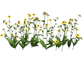 Elegant Wildflower Garden Clipart with Yellow Blooming Botanical Illustration