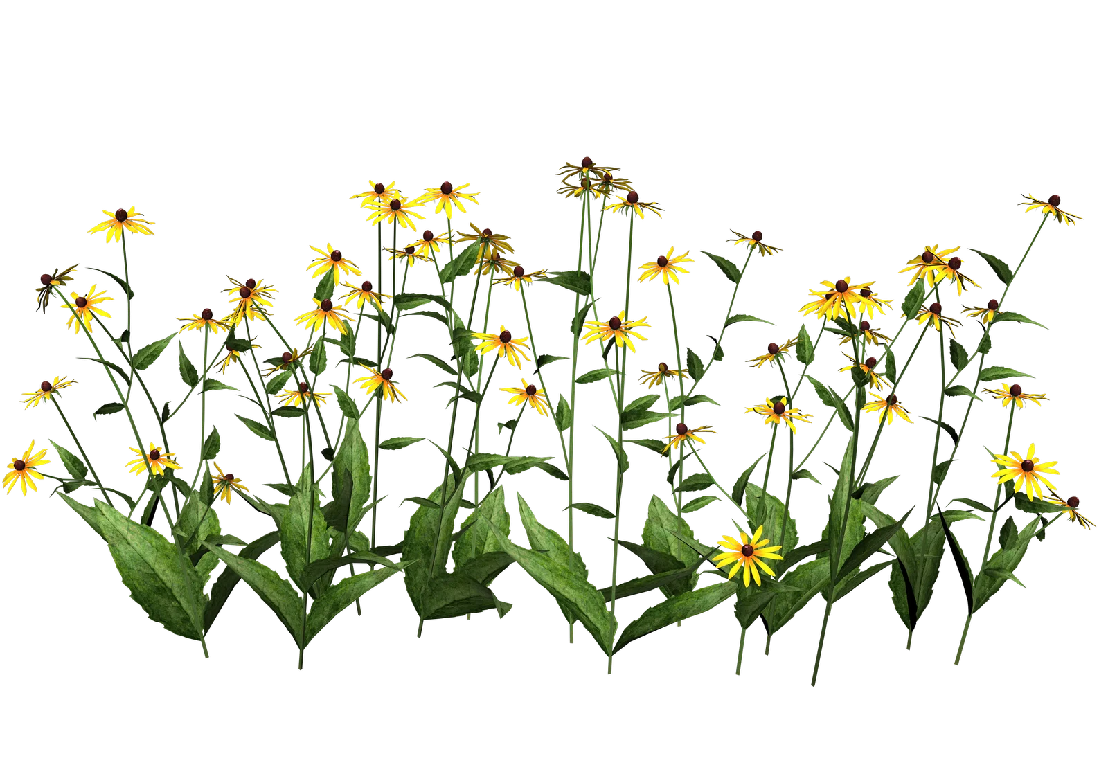 Elegant Wildflower Garden Clipart with Yellow Blooming Botanical Illustration