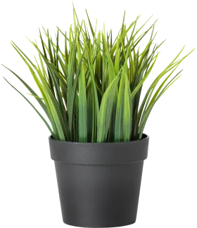 Fresh Green Grass Plant Clipart in Minimalist Black Ceramic Pot