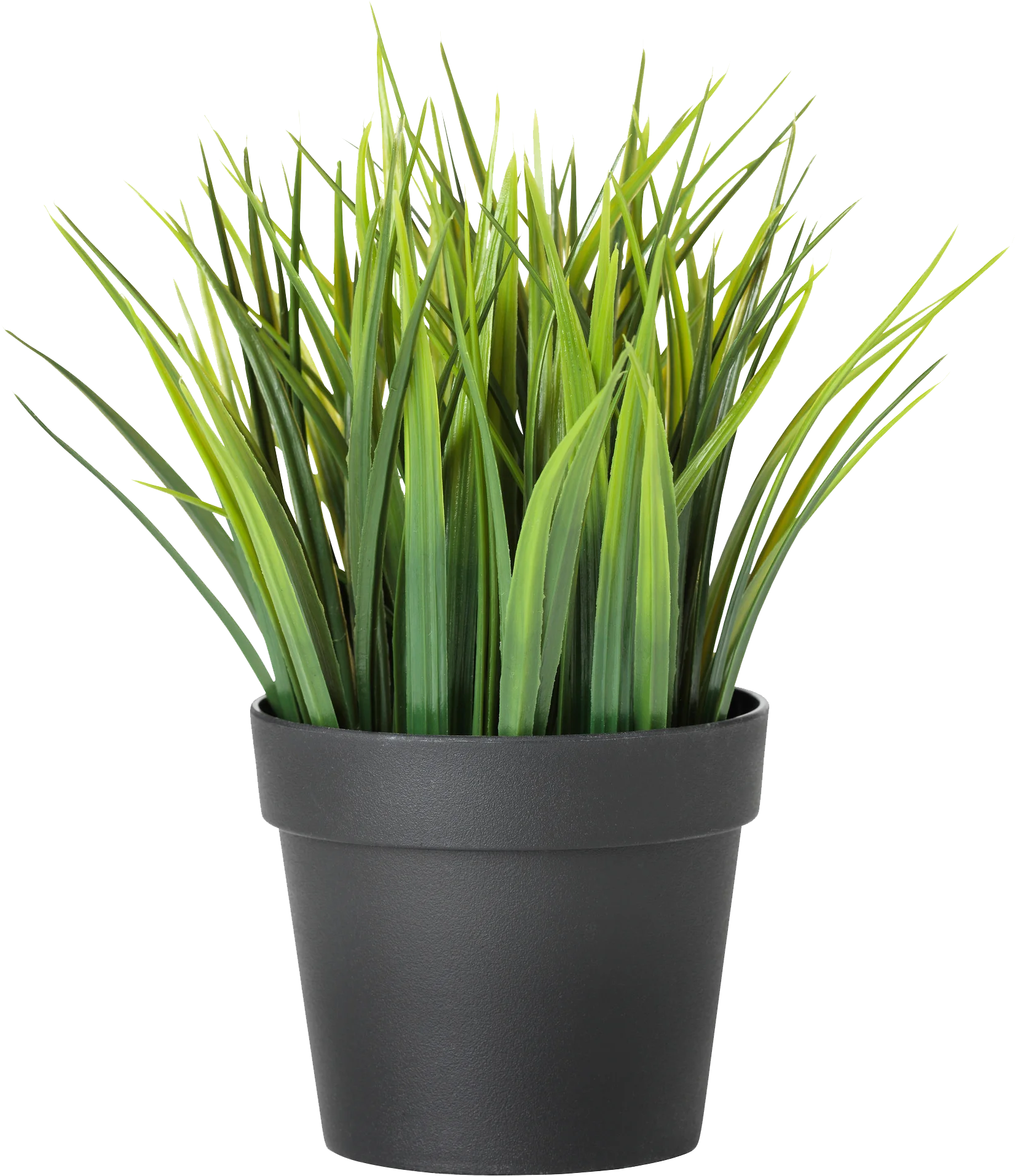 Fresh Green Grass Plant Clipart in Minimalist Black Ceramic Pot