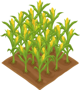 Lush Corn Field Clipart Illustration with Golden Mature Corn Stalks