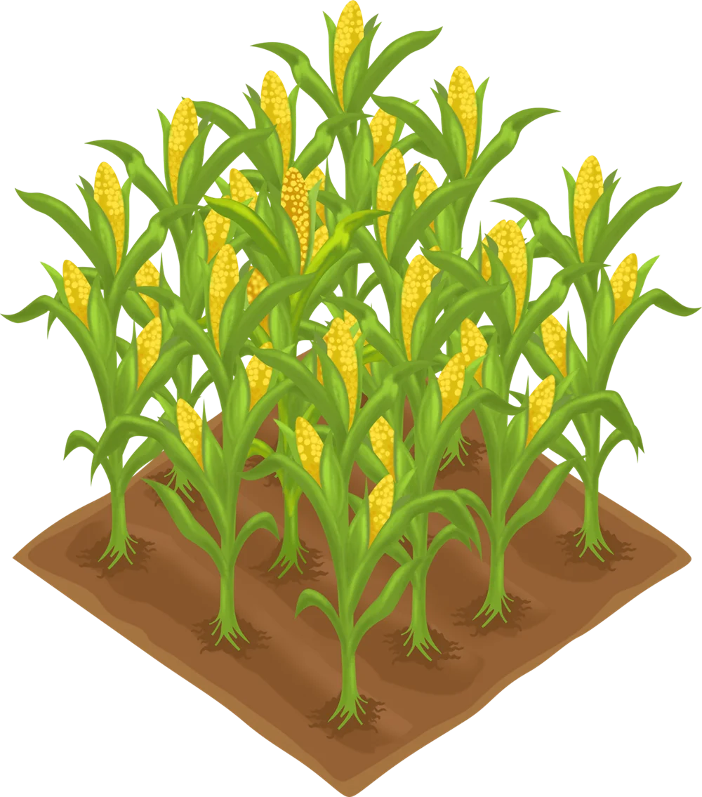 Lush Corn Field Clipart Illustration with Golden Mature Corn Stalks