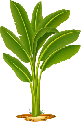 Lush Green Banana Tree Clipart - Tropical Botanical Illustration Design
