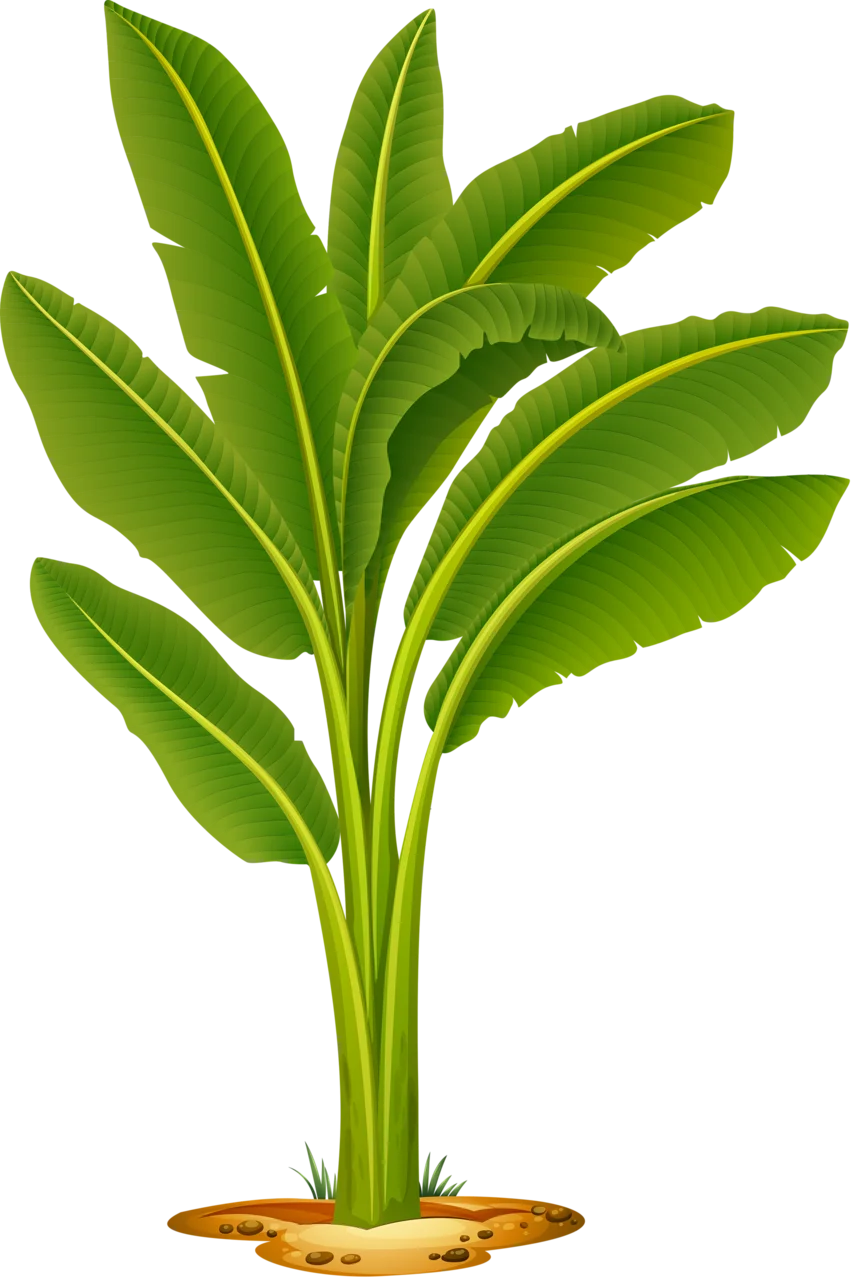Lush Green Banana Tree Clipart - Tropical Botanical Illustration Design