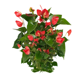 Lush Red Anthurium Tropical Houseplant Clipart with Glossy Foliage