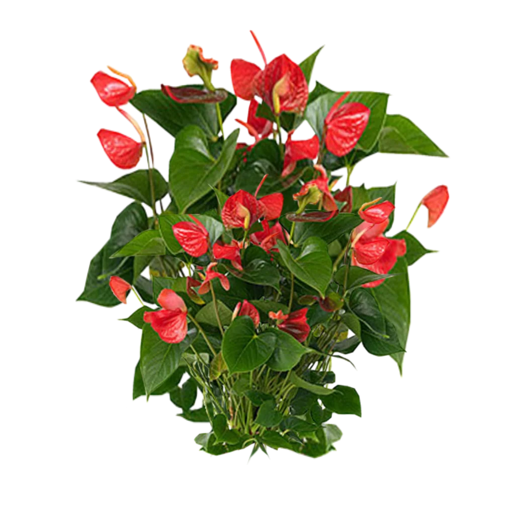Lush Red Anthurium Tropical Houseplant Clipart with Glossy Foliage