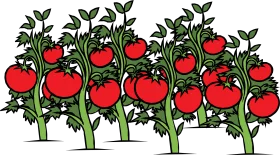 Lush Tomato Plant Row Clipart: Bountiful Red Fruit Harvest Illustration