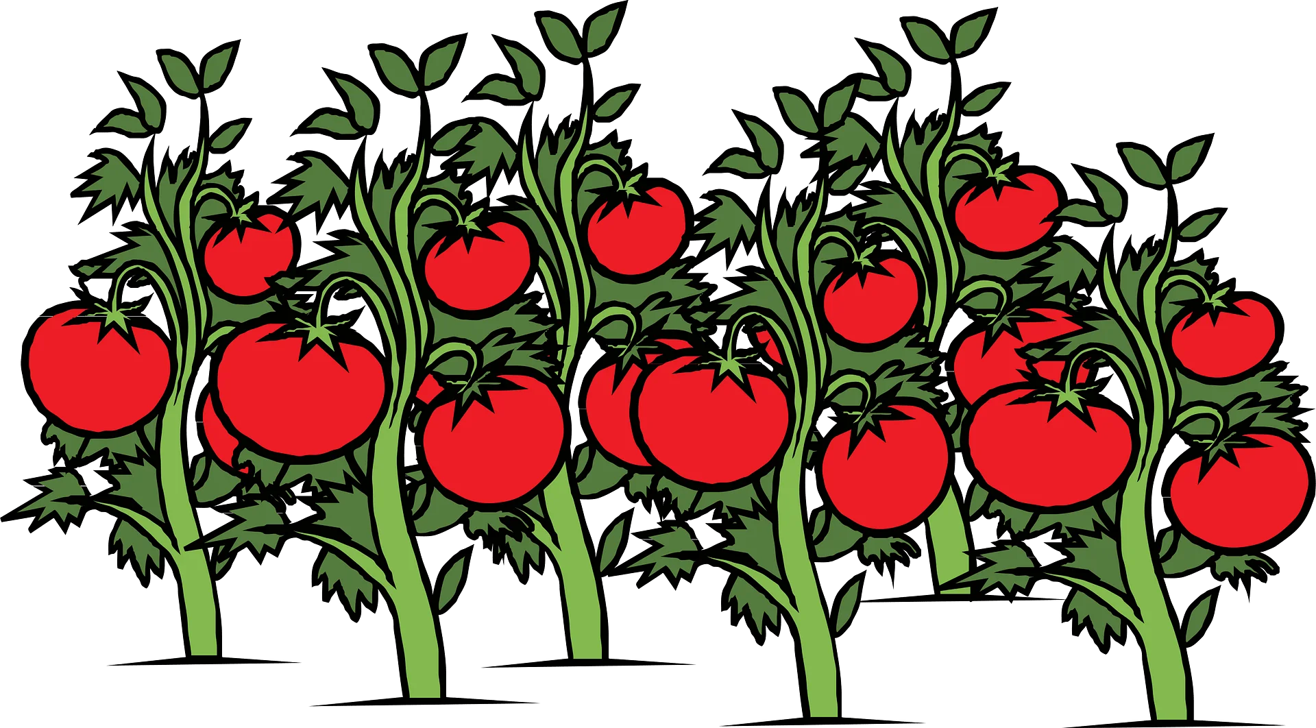 Lush Tomato Plant Row Clipart: Bountiful Red Fruit Harvest Illustration