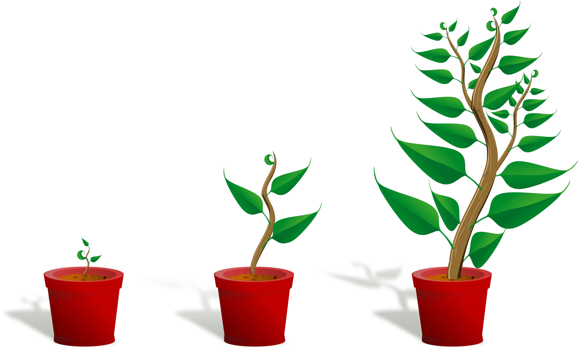 Progressive Growth Stages of a Plant Clipart: From Seedling to Mature Tree