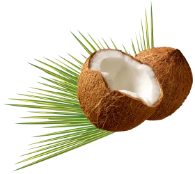 Tropical Freshly Cracked Coconut Clipart Showcasing Natural Texture and Organic Beauty