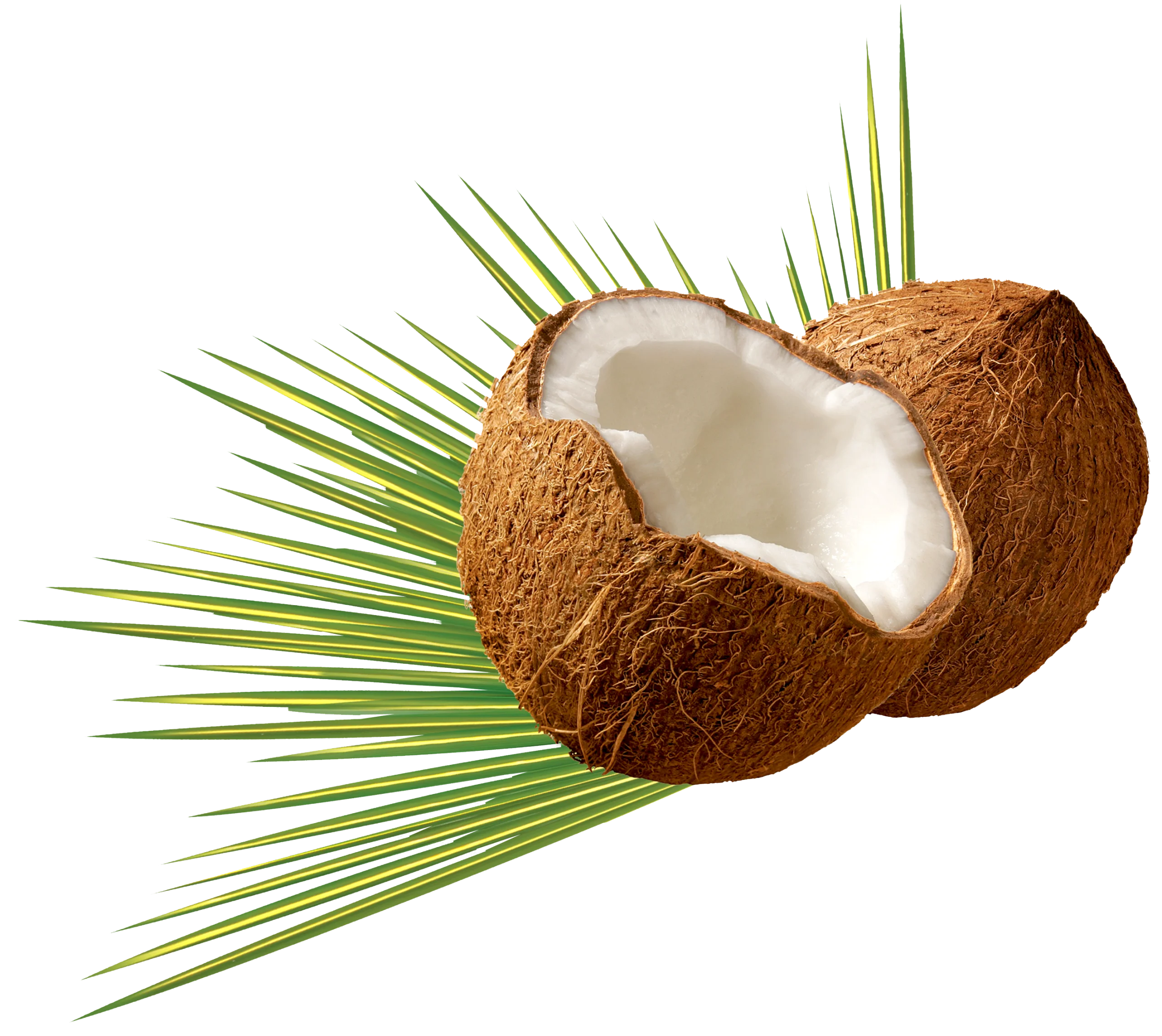 Tropical Freshly Cracked Coconut Clipart Showcasing Natural Texture and Organic Beauty