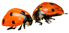 Two Charming Ladybugs in Realistic Detailed Ladybug Insect Clipart Design