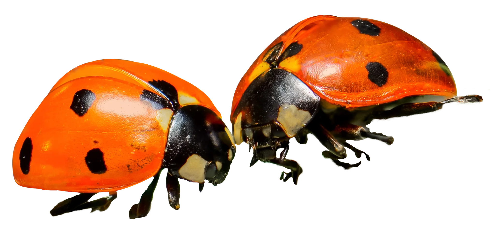 Two Charming Ladybugs in Realistic Detailed Ladybug Insect Clipart Design