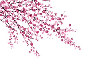 Delicate Cherry Blossom Branches Elegant Watercolor Floral Clipart Design