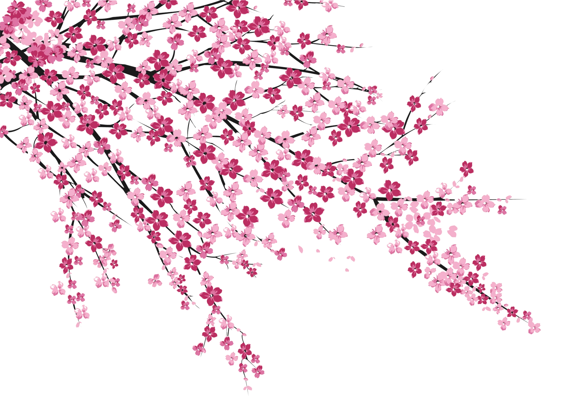Delicate Cherry Blossom Branches Elegant Watercolor Floral Clipart Design