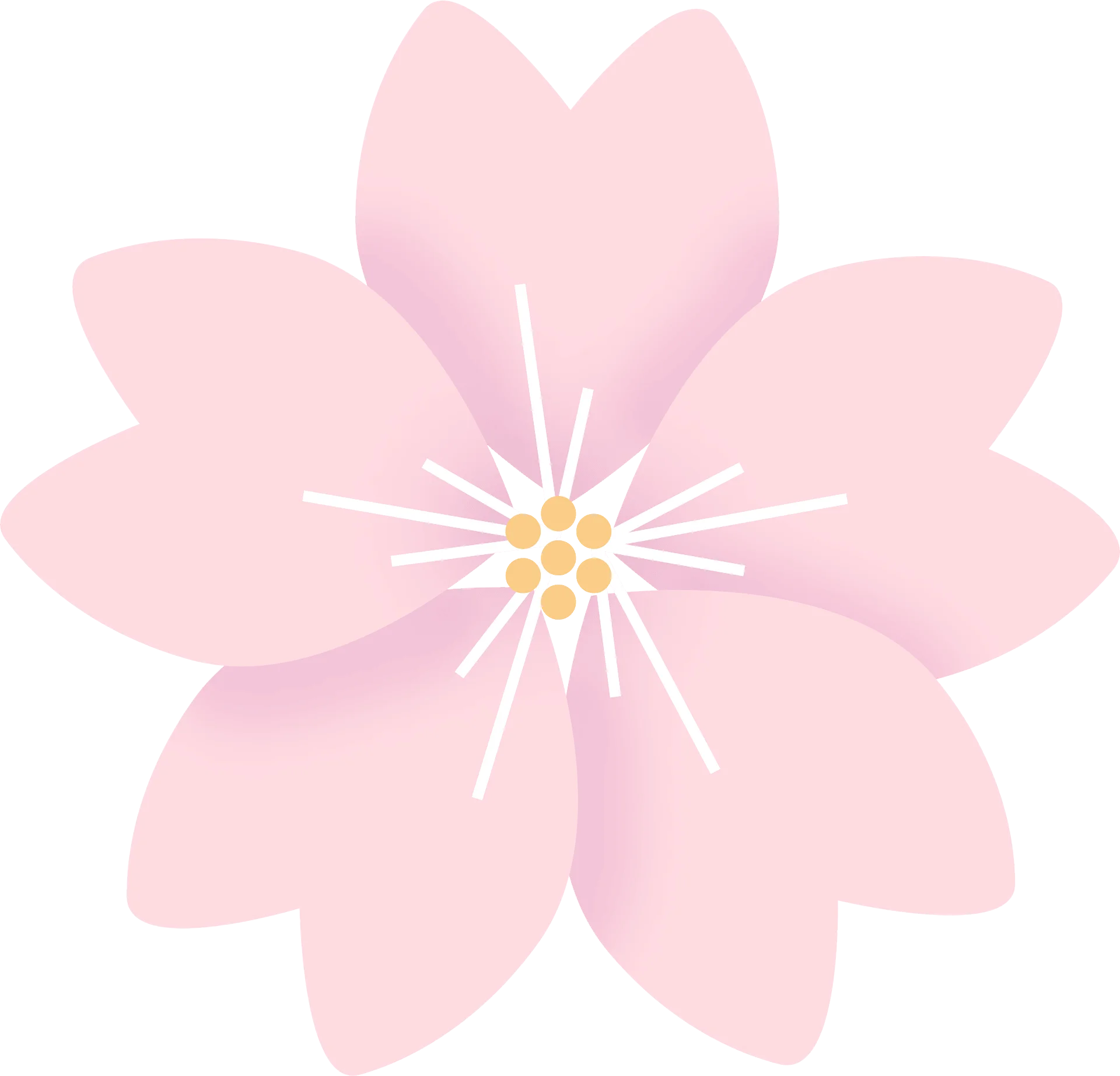 Delicate Pastel Pink Cherry Blossom Flower Soft Watercolor Clipart Design