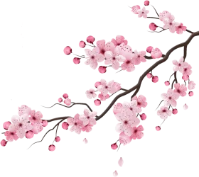 Delicate Pink Cherry Blossom Branch Clipart Illustration of Springtime Beauty