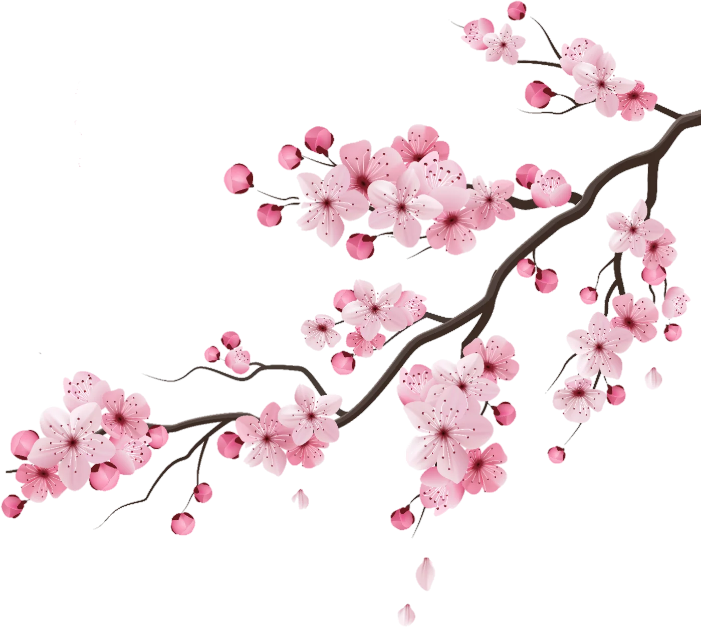 Delicate Pink Cherry Blossom Branch Clipart Illustration of Springtime Beauty