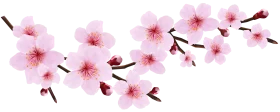 Delicate Pink Cherry Blossom Branch Clipart - Soft Watercolor Spring Illustration