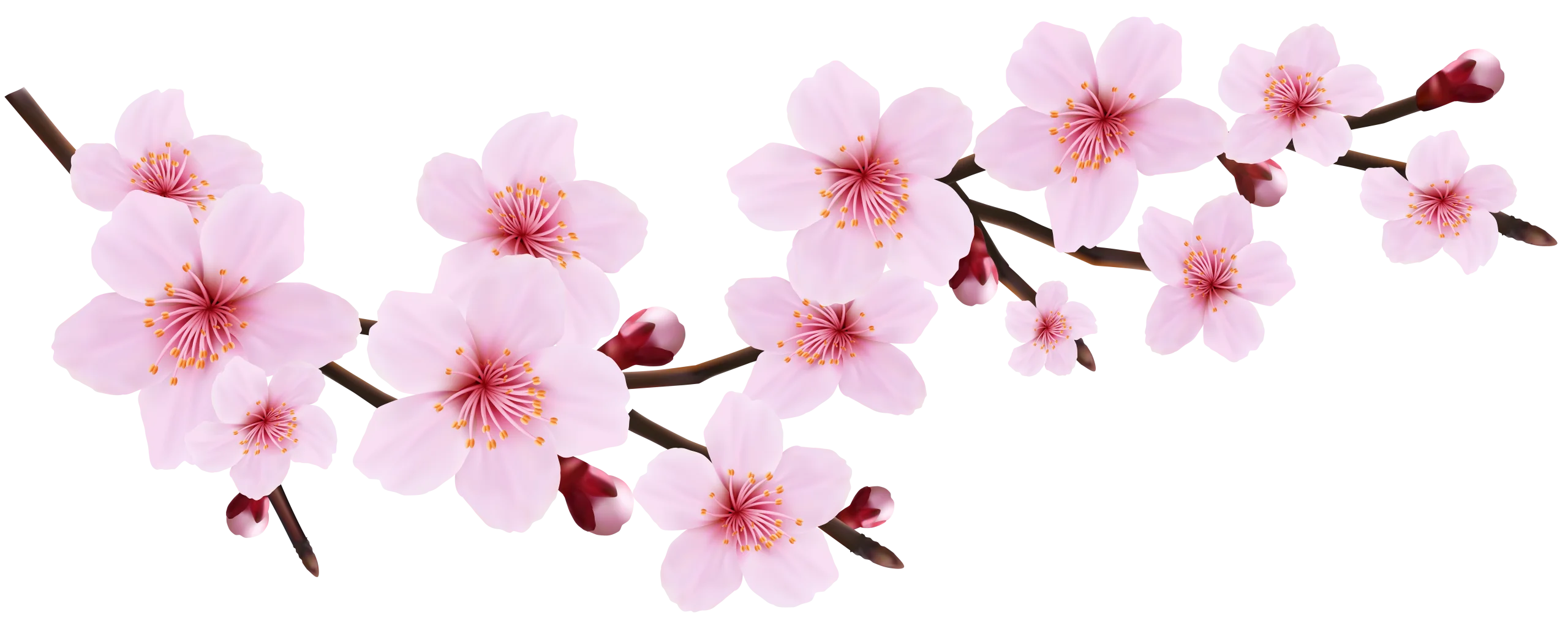 Delicate Pink Cherry Blossom Branch Clipart - Soft Watercolor Spring Illustration
