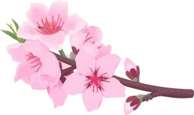 Delicate Pink Cherry Blossom Branch Springtime Floral Clipart Design