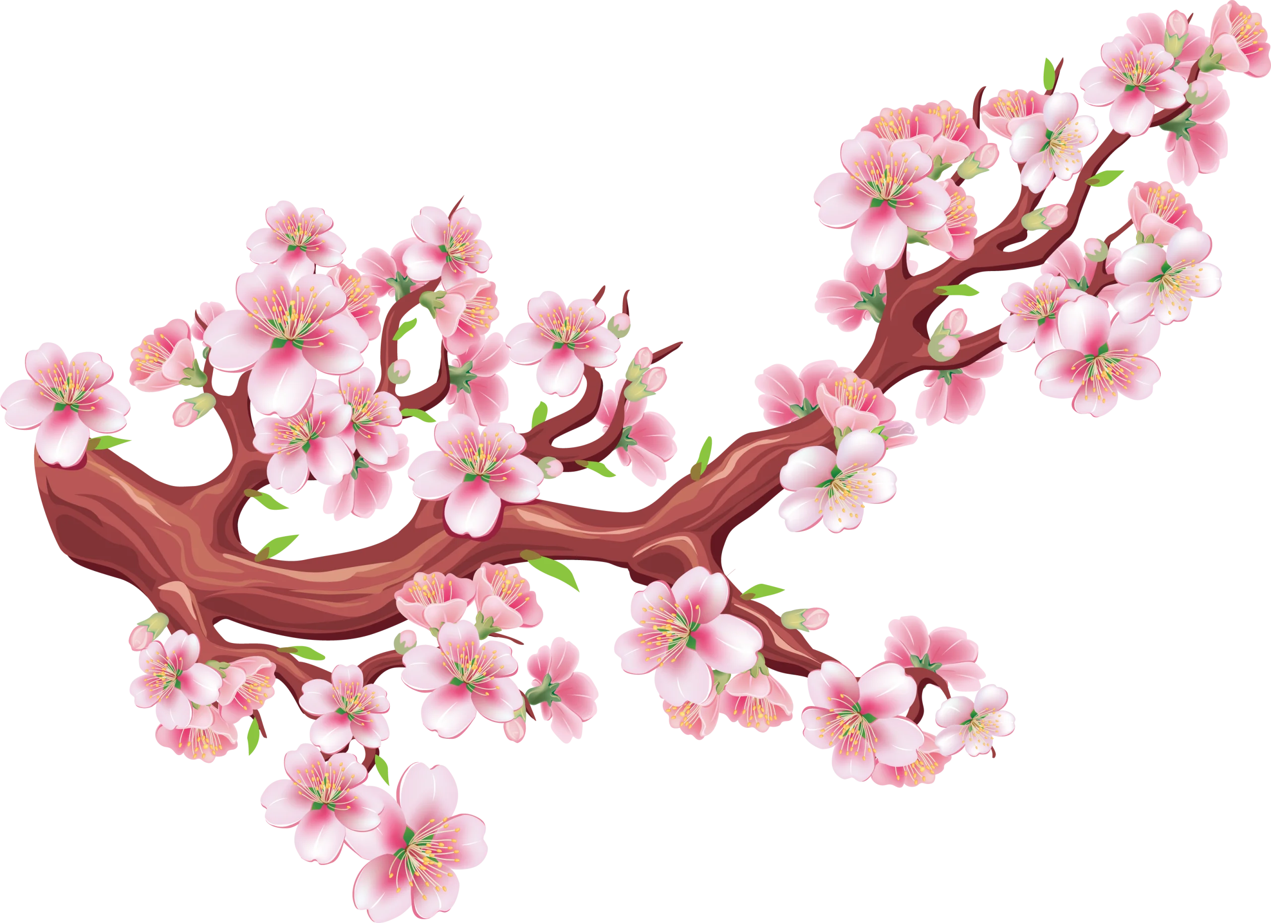Delicate Pink Cherry Blossom Branch Watercolor Clipart Illustration