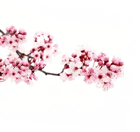 Delicate Pink Cherry Blossom Branch Watercolor Floral Clipart Design