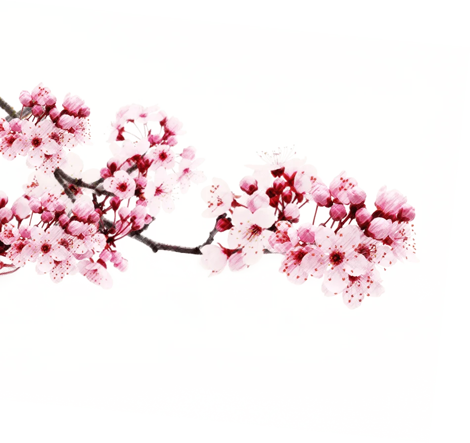 Delicate Pink Cherry Blossom Branch Watercolor Floral Clipart Design