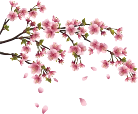 Delicate Pink Cherry Blossom Branches Soft Watercolor Clipart Design