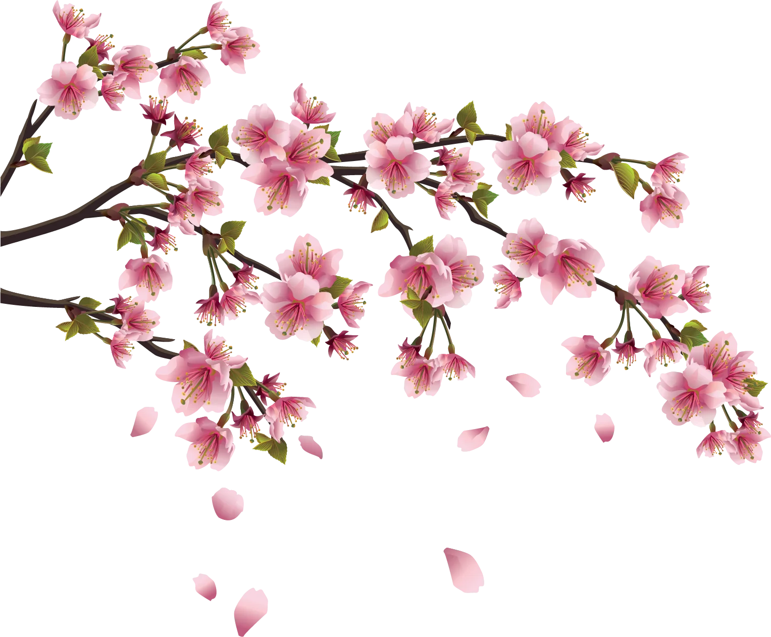Delicate Pink Cherry Blossom Branches Soft Watercolor Clipart Design