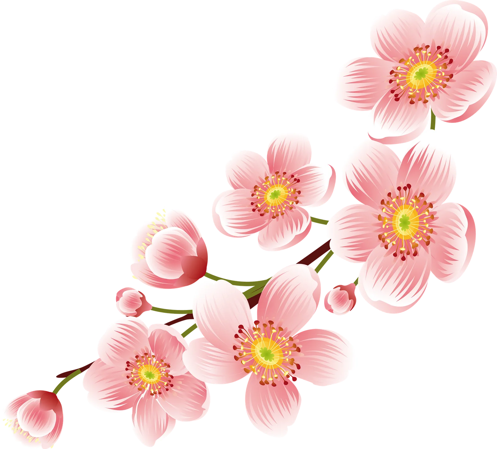 Delicate Pink Cherry Blossom Clipart Illustration with Soft Watercolor Petals