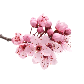 Delicate Pink Cherry Blossom Clipart Showcasing Spring's Gentle Beauty