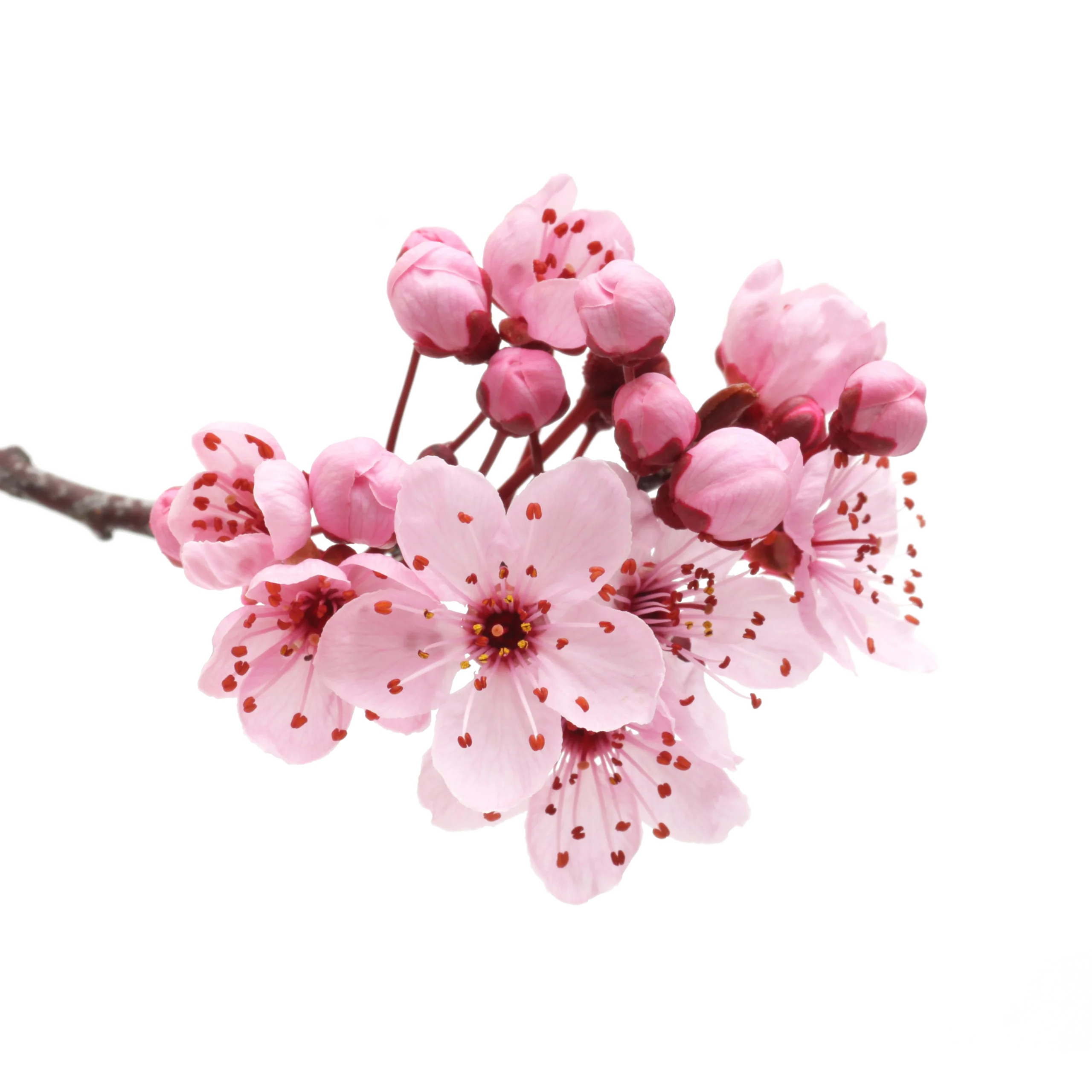 Delicate Pink Cherry Blossom Clipart Showcasing Spring's Gentle Beauty