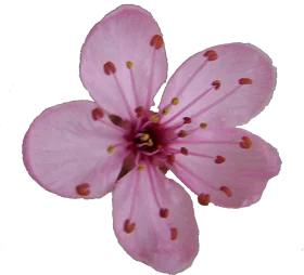 Delicate Pink Cherry Blossom Clipart - Soft Floral Illustration with Intricate Petals