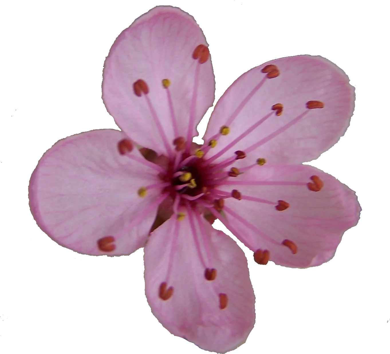 Delicate Pink Cherry Blossom Clipart - Soft Floral Illustration with Intricate Petals