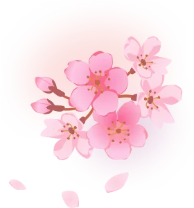 Delicate Pink Cherry Blossom Clipart: Soft Watercolor Spring Floral Design