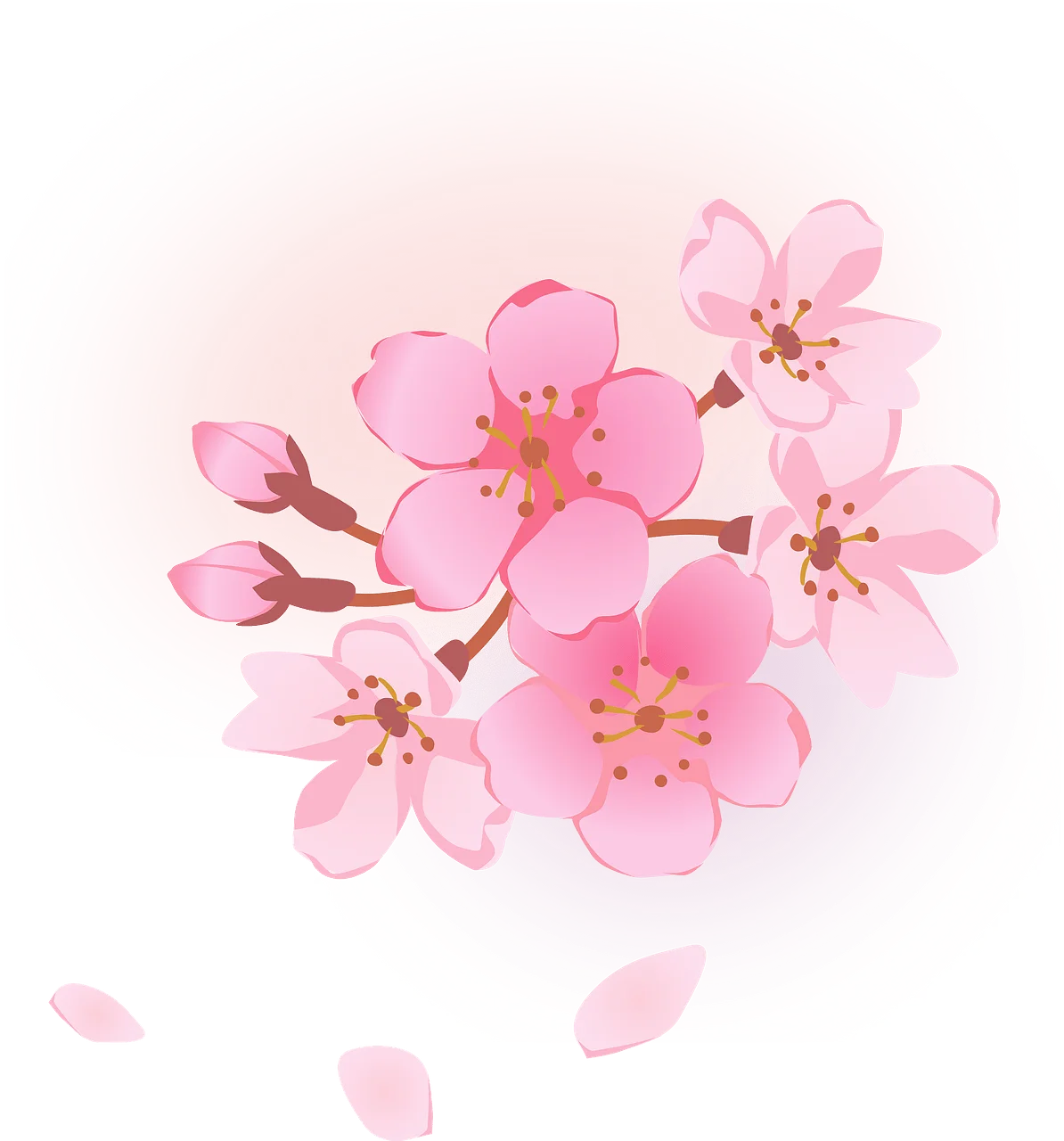 Delicate Pink Cherry Blossom Clipart: Soft Watercolor Spring Floral Design