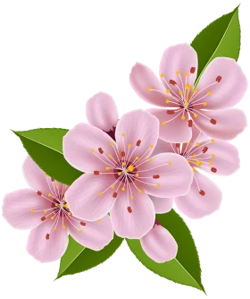 Delicate Pink Cherry Blossom Clipart with Soft Pastel Petals and Green Leaves