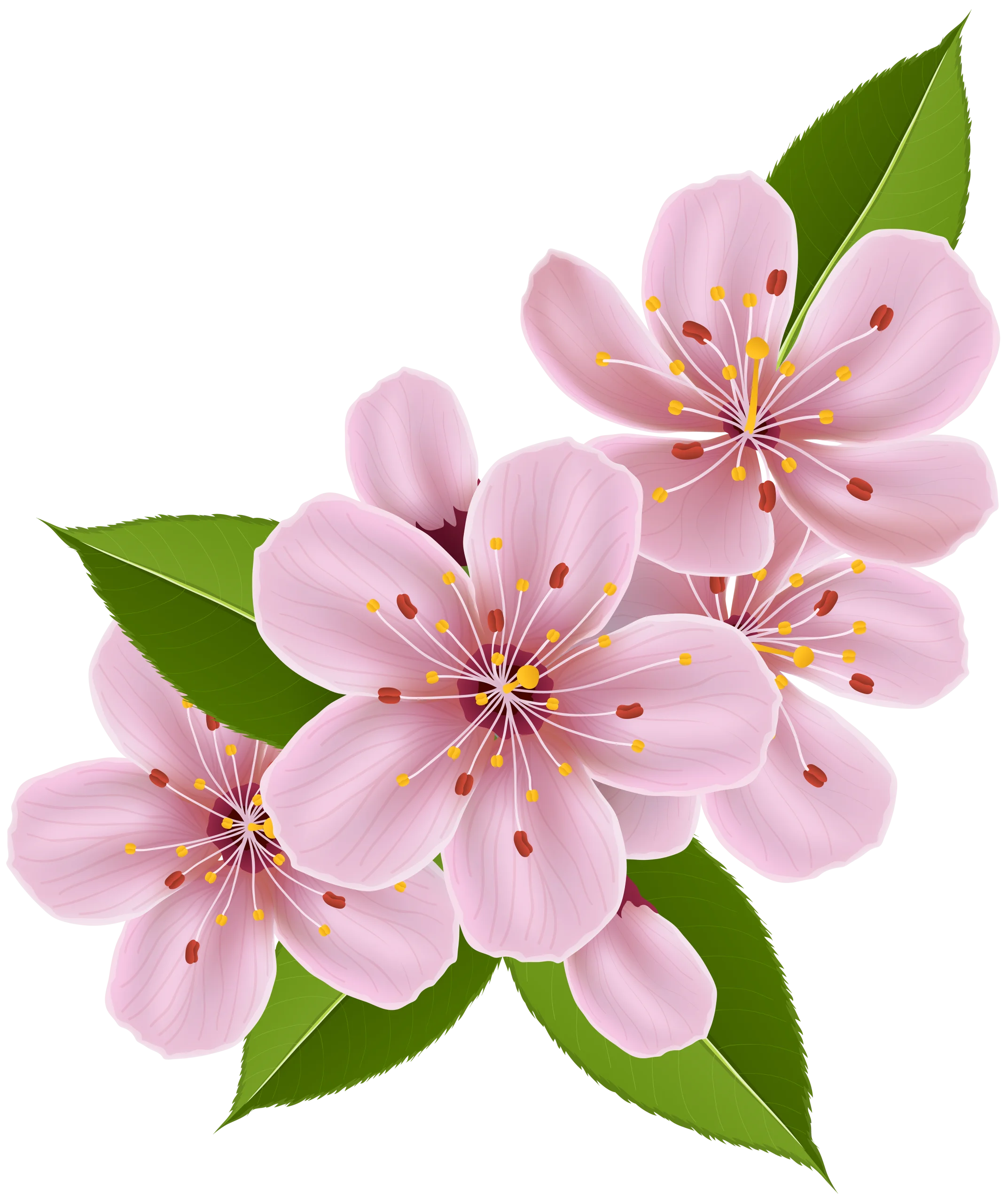 Delicate Pink Cherry Blossom Clipart with Soft Pastel Petals and Green Leaves