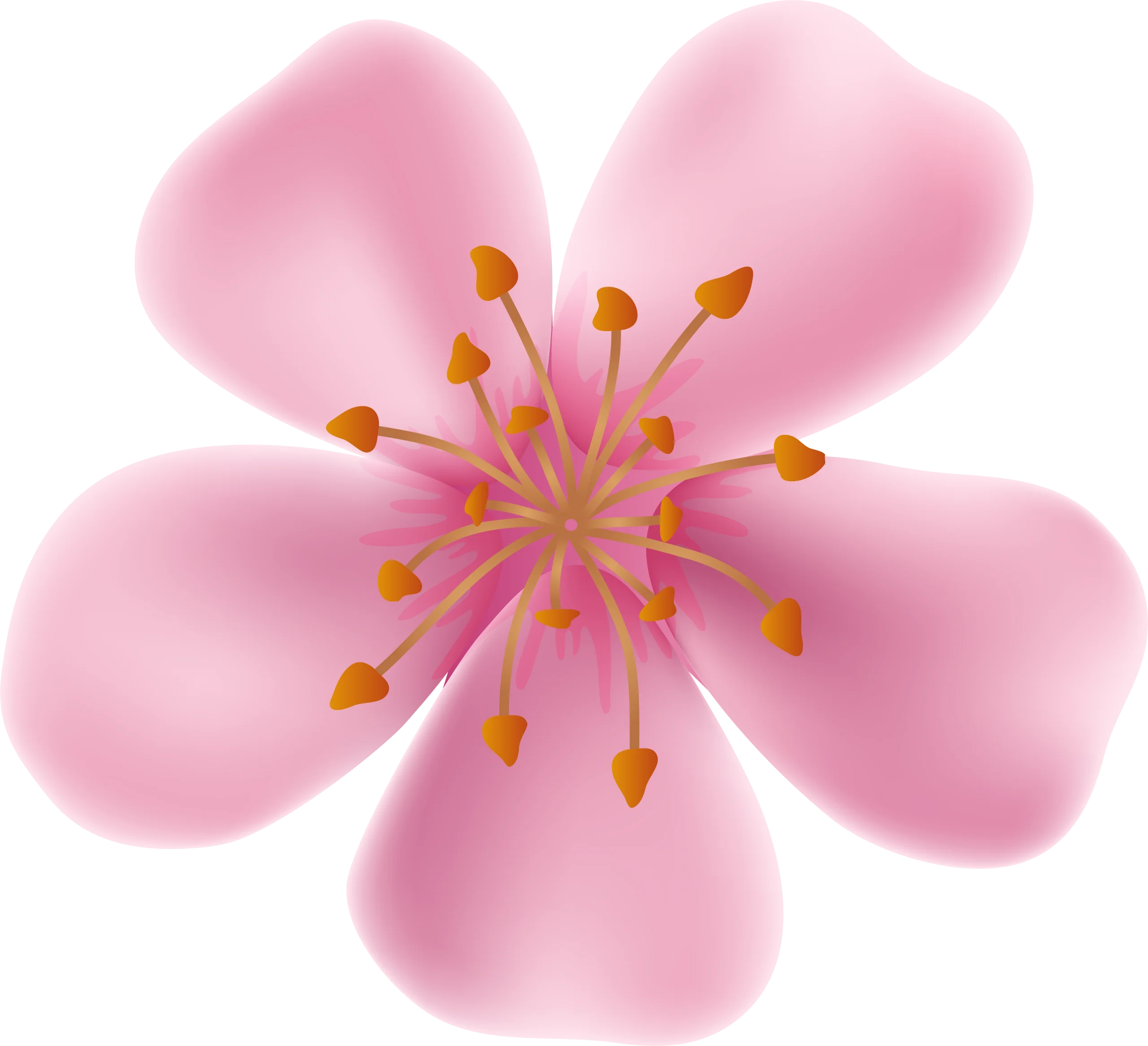 Delicate Pink Cherry Blossom Flower Soft Watercolor Clipart Design