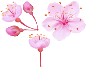 Delicate Pink Cherry Blossom Watercolor Clipart Illustration with Soft Petals