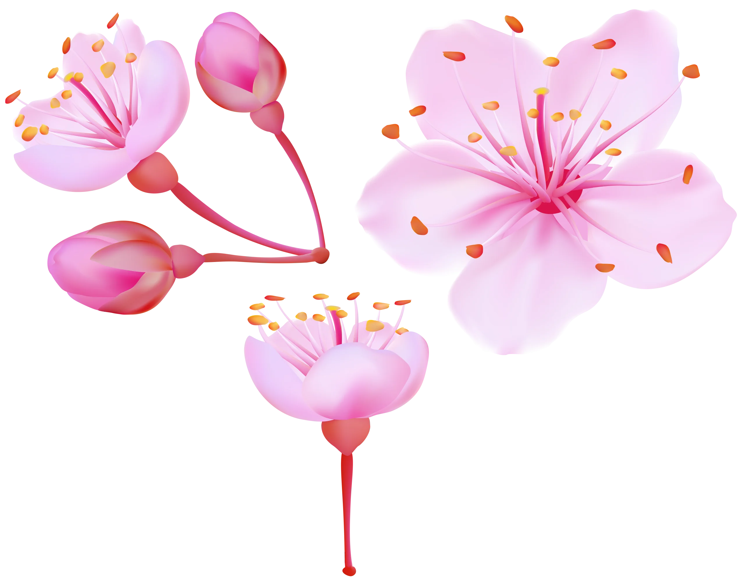 Delicate Pink Cherry Blossom Watercolor Clipart Illustration with Soft Petals