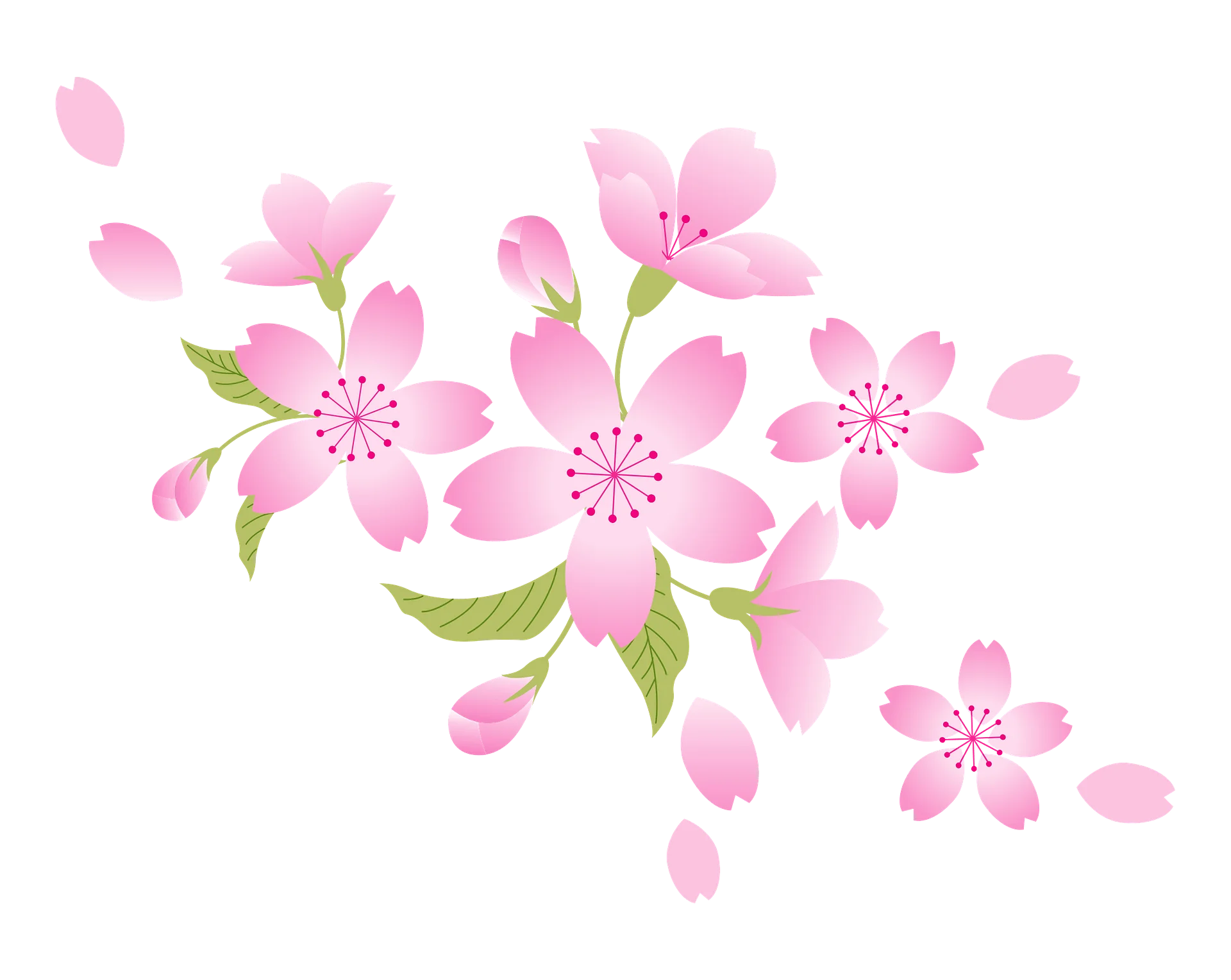 Delicate Pink Cherry Blossom Watercolor Clipart with Soft Floral Essence