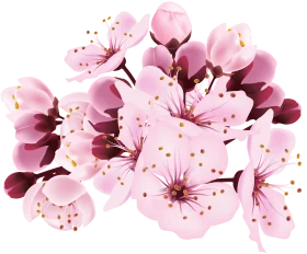 Delicate Pink Cherry Blossoms Watercolor Clipart: Soft Spring Floral Illustration